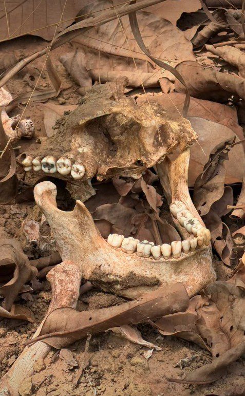 Ossada humana é localizada em área rural de Várzea Grande; identidade será investigada